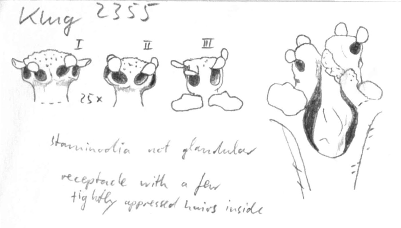 preview Nectandra embirensis Coe-Teix.